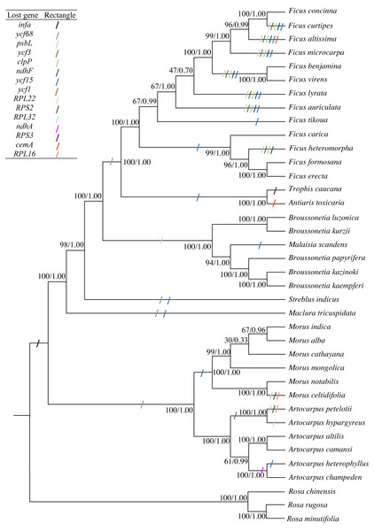 Phylogenetic trees constructed by maximum-likelihood (ML) and Bayesian inference (BI) methods.
