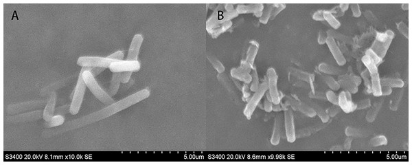 SEM of A. tumefaciens T-37 untreated cells and after treatment with PAA.