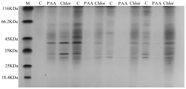 SDS-PAGE patterns of total proteins for A. tumefaciens T-37 treated with PAA and chloramphenicol.