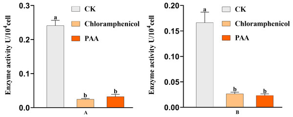 Key enzyme activities of A. tumefaciens T-37 TCA cycle after treatment with PAA and chloramphenicol.
