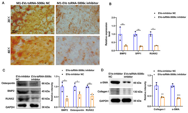M1-EVs tsRNA-5006c inhibitor suppress osteogenic differentiation of AVICs.