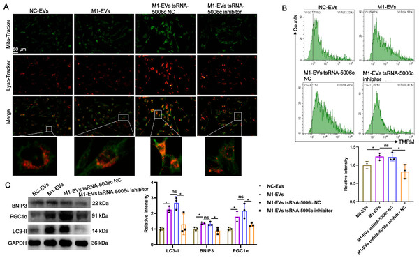M1-EVs tsRNA-5006c enhance osteogenic differentiation of AVICs through mitophagy.