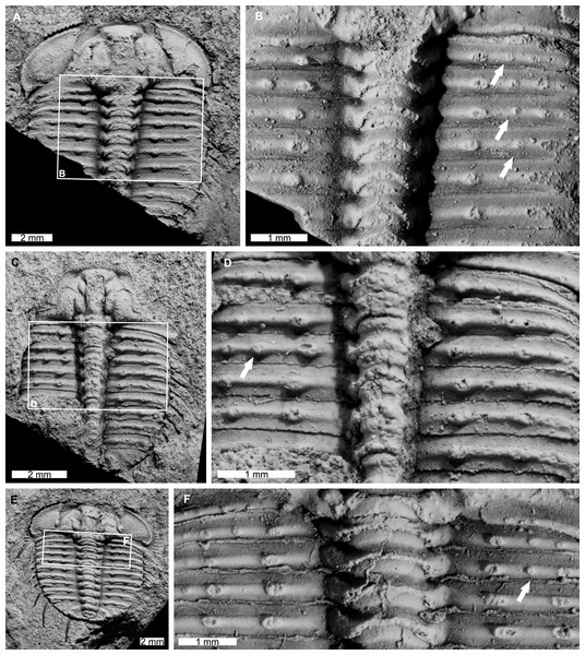Odontopleura (Sinespinaspis) markhami showing additional spine bases.