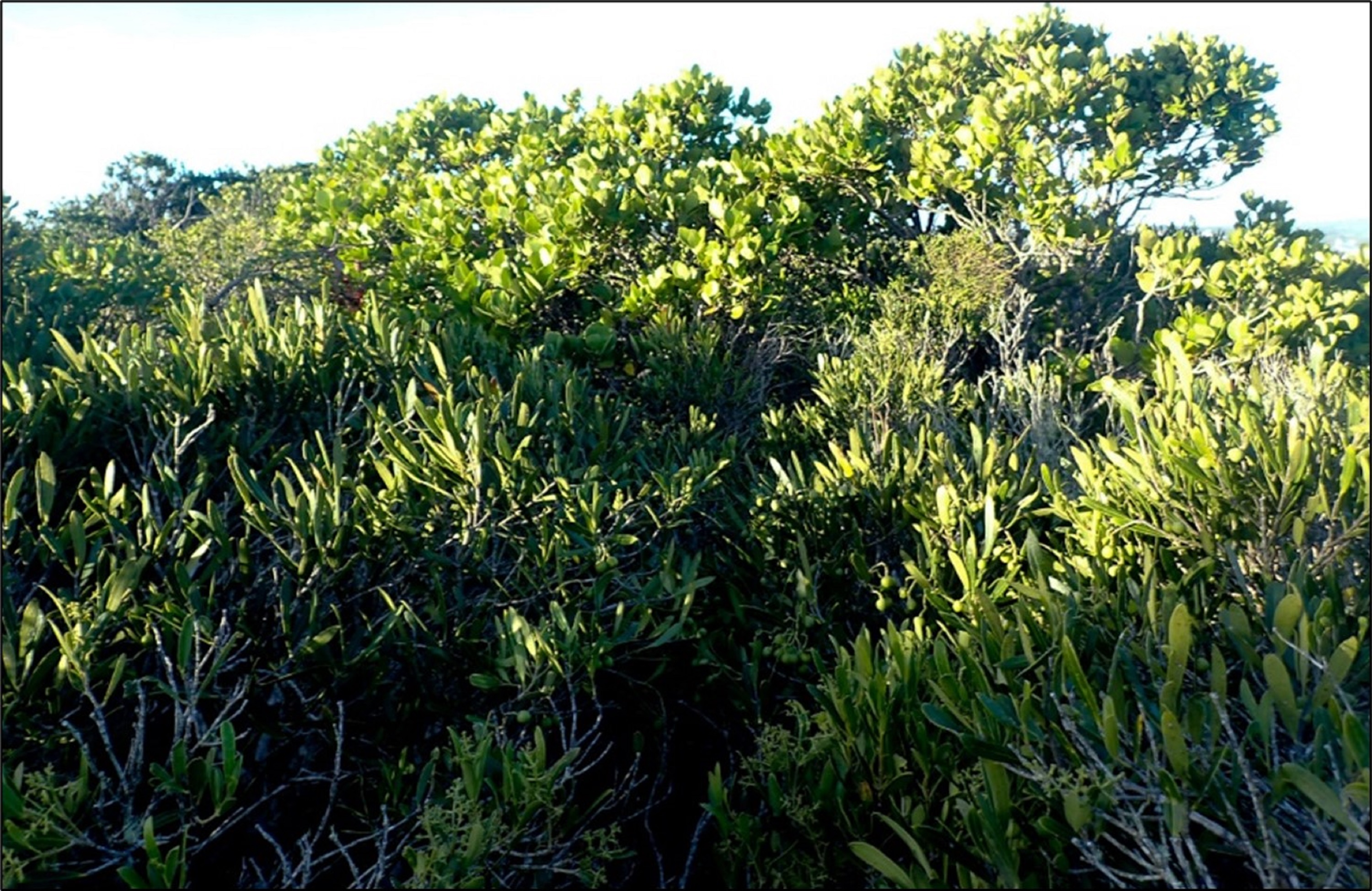 Turning pine needles from fire risk to renewable fuel