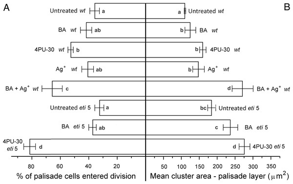Cell growth and division activity in cotyledon palisade mesophyll.