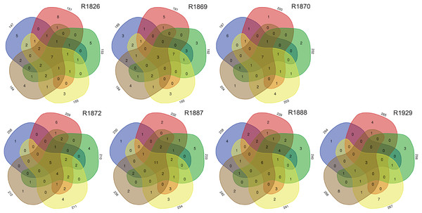 Numbers of unique and shared morphologically identified species of polychaetes in grab replicates (three digits peripheral sample codes) from the seven sampling stations in Kongsfjord (R1846–1870) and Rijpfjord (R1872–1929).