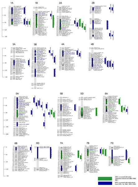 The genetic map of QTLs associated with plant adaptation and yield components and identified using the Pamyati Azieva × Paragon mapping population.