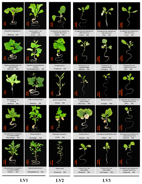 Phenotype of 30 common vegetable crops cultured in a closed plant factory under artificial lighting.