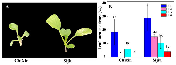 Leaf burn incidence of two flowering Chinese cabbage cultivars cultured in plant factory response to different light conditions.