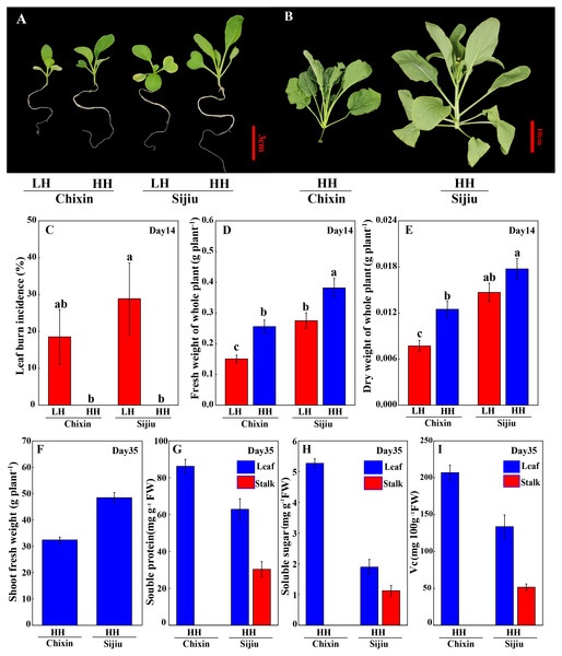 Leaf burn occurrence and plant growth of two flowering Chinese cabbage cultivars grown in plant factory response to different relative air humidity.