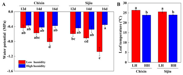 Leaf water potential (A) on 12, 14 and 16 days after sowing and leaf temperature (B) on 14 days after sowing in two flowering Chinese cabbage cultivars grown in plant factory response to different relative air humidity respectively.