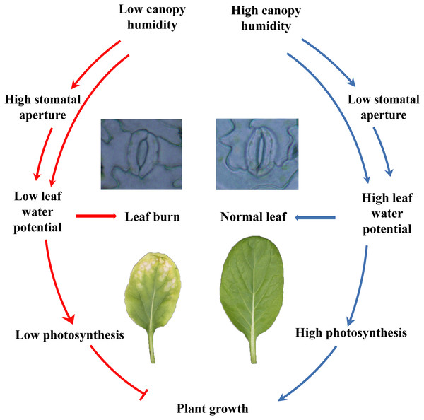 Model for the control of leaf burn occurrence by high relative air humidity.