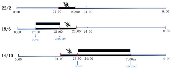 Schematic diagram of three artificially designed light application times.