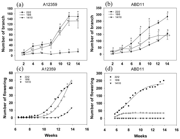 Branching and flowering of common bermudagrass (A12359) and African bermudagrass (ABD11) grown in three light application times (22/2, 18/6 and 14/10 hrs light/dark).