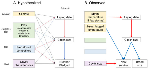 Hypothesized (A) and observed (B) drivers of fecundity of secondary cavity-nesting mountain chickadee (Poecile gambeli), in mixed broadleaf-coniferous forests at regional, site, and nest scales (italicized).