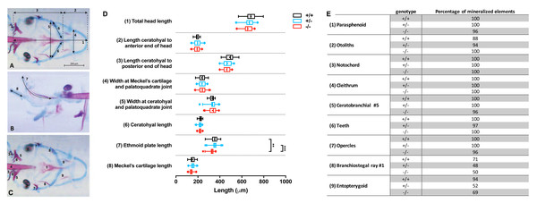 Morphometrical analysis of cartilage and bone elements wild type, heterozygous and mutant fgfr2 zebrafish at 5 dpf.