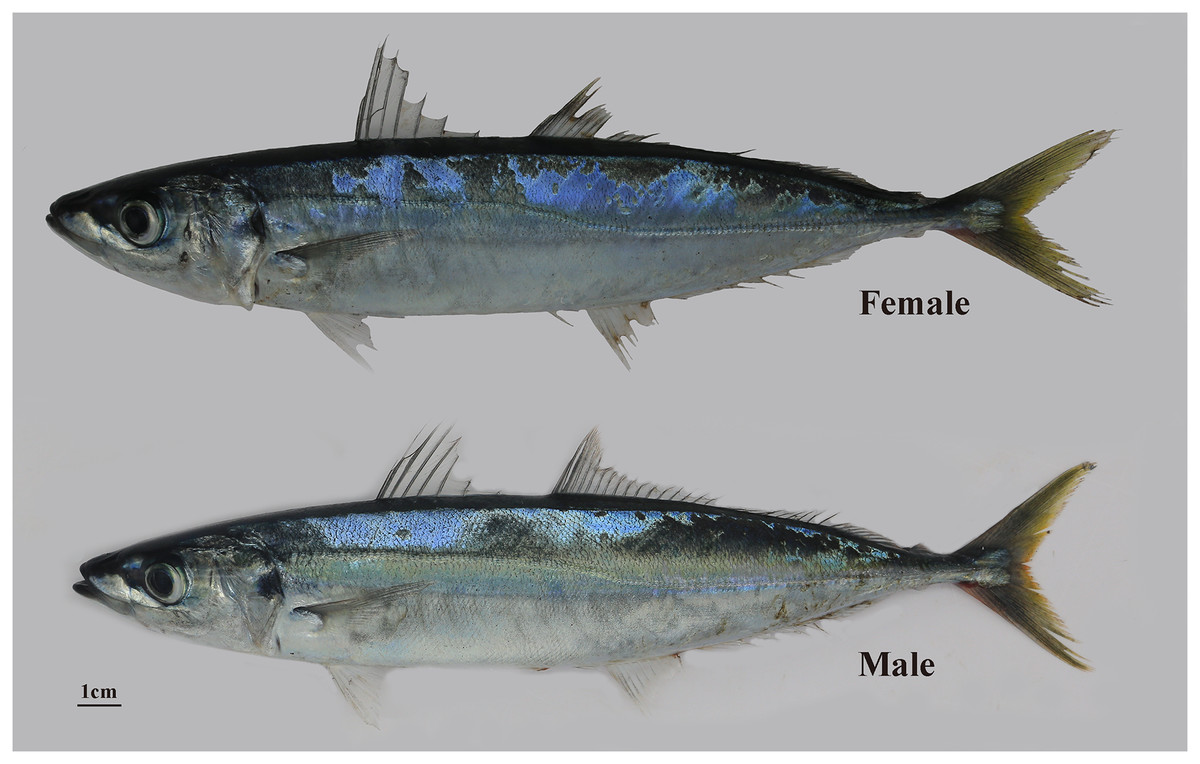 Comparative transcriptome sequencing analysis of female and male 