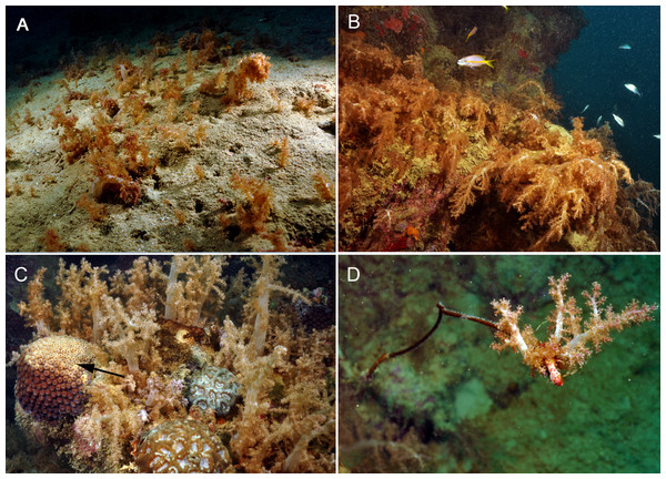 Substrate dominance and allelopathic competition of Neospongodes atlantica to Brazilian native corals at Timbebas reef (17°28′37.2″S, 39°01′37.2″W, 10–15 m deep).