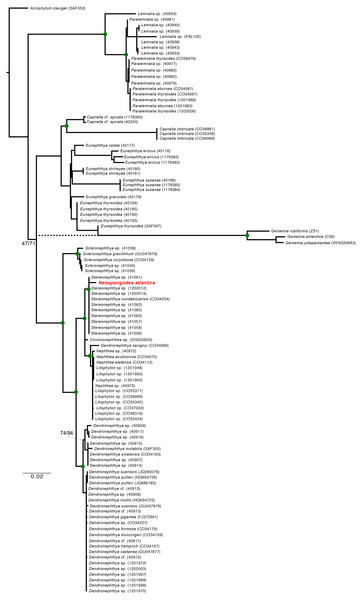 Maximum Likelihood and Bayesian inference phylogenetic reconstructions of the family Nephtheidae based on the extended Octocorallia barcoding genes (mtMutS + COI + 28S) concatenated data.