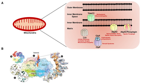 The mitochondrial AAA+ protease family.