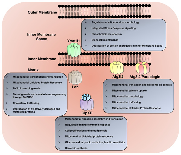 The multitasking AAA+ protease family.