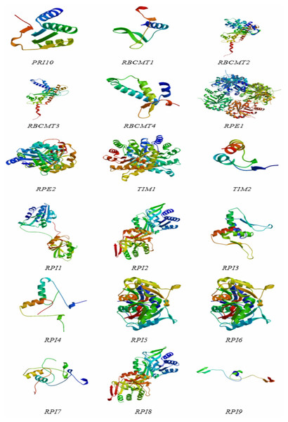 The protein structures of dark reaction proteins of photosynthesis in E. camaldulensis.