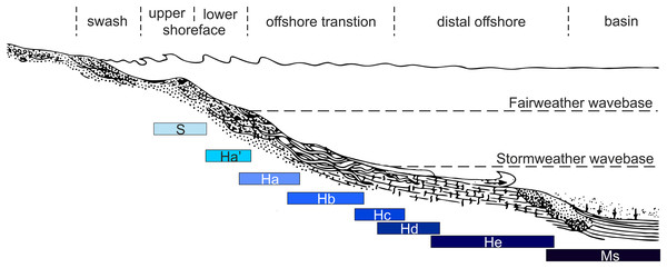 Schematic diagram showing a transect of the depositional environments of the Hiraiso Formation.