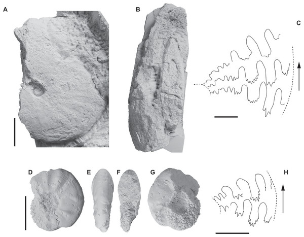 Ammonoids identified from the Hiraiso Formation.
