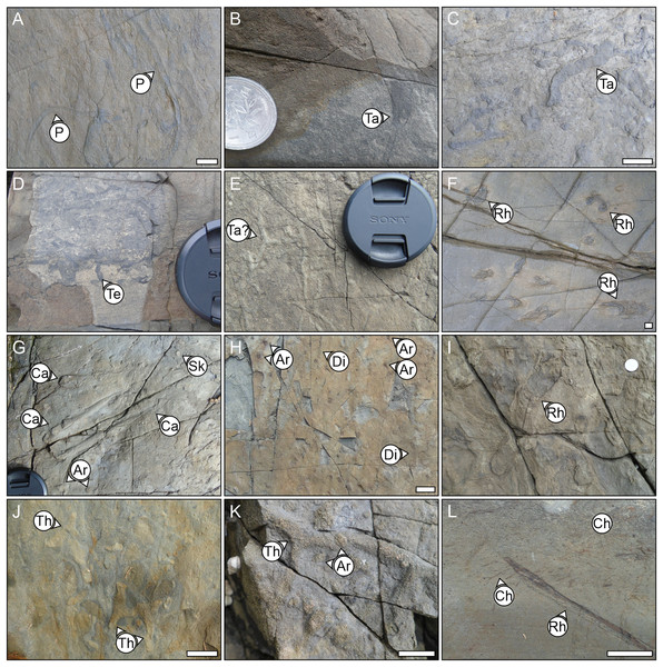 Examples of the ichnogenera identified from the different bedding surfaces in the field.