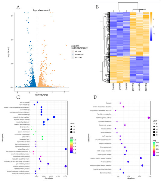 Transcriptomic analysis of PASMCs under hypoxic and normoxic conditions.
