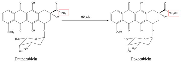 The biosynthetic pathway catalyzed by DoxA.