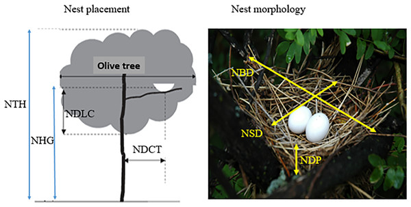 Nest placement parameters.