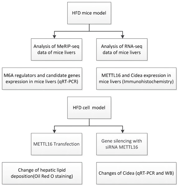 Flowchart showing the experimental procedure.