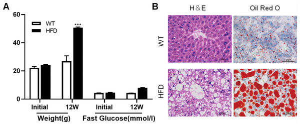 High fat diet (HFD)-induced NAFLD model was successfully established in the liver of mouse.