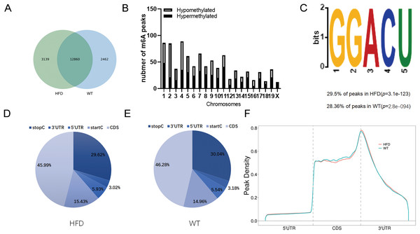 Overview of m6A methylation map within mRNA in HFD mice livers.