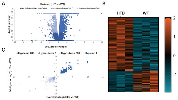 Conjoint analysis of RNA-seq and MeRIP-seq data.