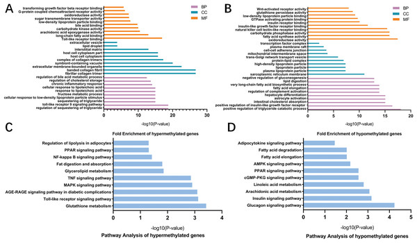 GO and KEGG pathway analysis of differentially methylated genes.