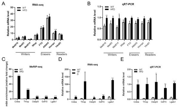 Further analysis of m6A methylation modulators and candidate genes.