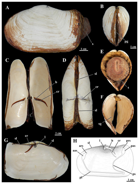 Shell of Laternula elliptica.