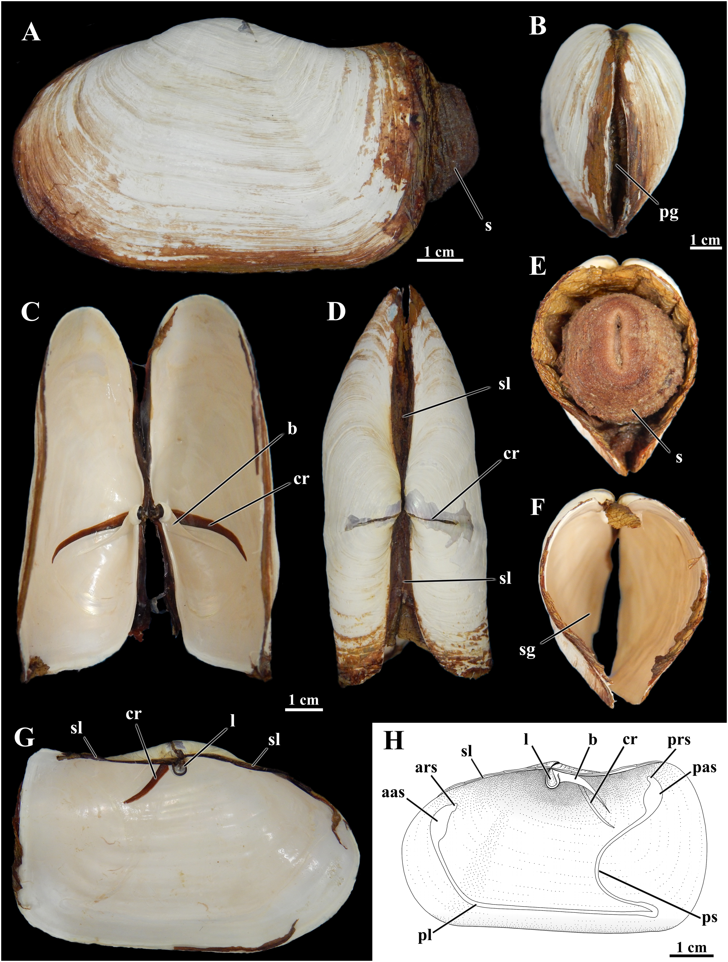 Anatomy and behavior of Laternula elliptica, a keystone species of