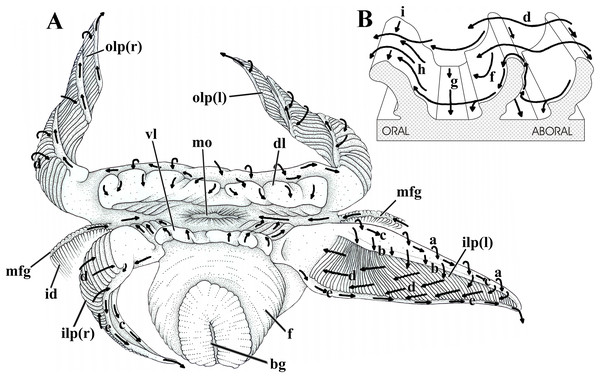 Laternula elliptica—labial palps.