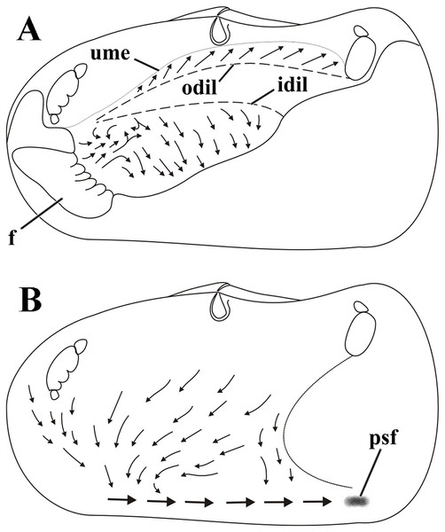 Laternula elliptica—cleansing ciliary currents, indicated by arrows.