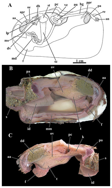 Laternula elliptica—organs of the visceral mass.