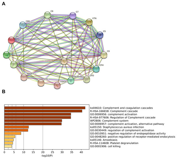 Functional analysis of complement-related proteins.