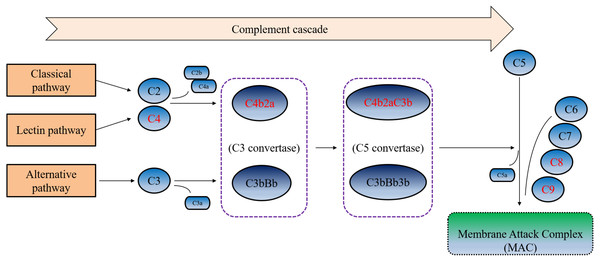 Simplified complement cascade featuring complement-related proteins.