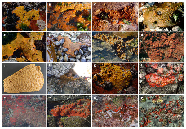Images of Hymeniacidon perlevis collected from different intertidal rocky shores along the South African coastline.