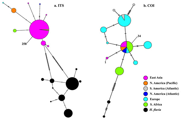 Minimum-spanning genotype networks for two loci.