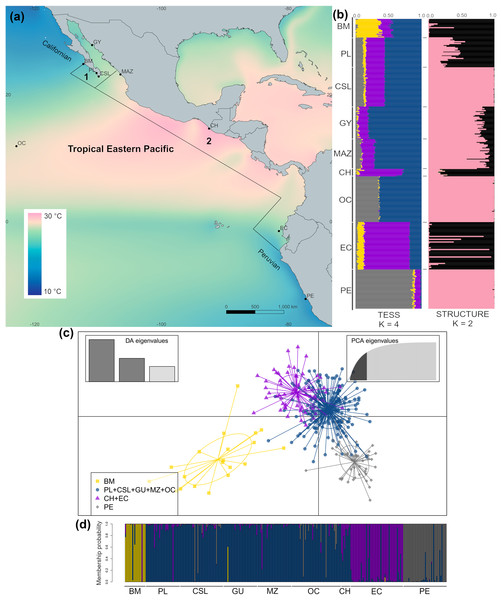 Sample collection sites and genetic structure of dolphinfish Coryphaena hippurus in the Tropical Eastern Pacific (TEP).