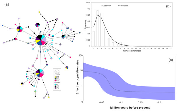Haplotype network and demographic history of Coryphaena hippurus based on mitochondrial gene CYTB.