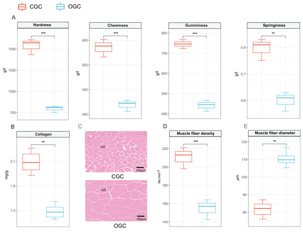 Textural quality of ordinary grass carp (OGC) and crisp grass carp (CGC) muscle.